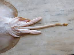 Image result for Raja radula