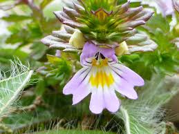 Attēlu rezultāti vaicājumam “Euphrasia”