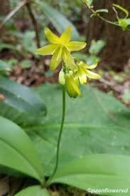 Attēlu rezultāti vaicājumam “Liliaceae”