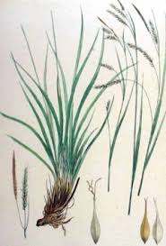 Attēlu rezultāti vaicājumam “Carex sylvatica fruit”
