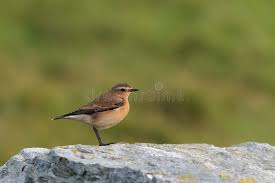 Attēlu rezultāti vaicājumam “Oenanthe oenanthe female”