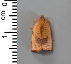 Attēlu rezultāti vaicājumam “Pandemis cinnamomeana”