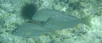 Image result for Pomadasys incisus