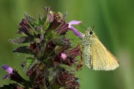 Attēlu rezultāti vaicājumam “Thymelicus sylvestris underside”