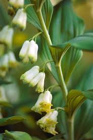 Attēlu rezultāti vaicājumam “Polygonatum multiflorum  flower”