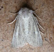 Attēlu rezultāti vaicājumam “Chortodes fluxa”