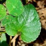 Attēlu rezultāti vaicājumam “Viola hirta leaf”