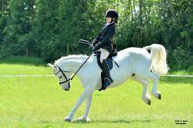 Image result for Chobham and District Riding Club