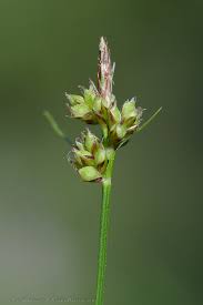 Attēlu rezultāti vaicājumam “Carex pilulifera”