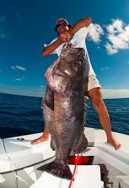 Image result for Polyprion americanus