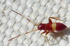 Attēlu rezultāti vaicājumam “Closterotomus biclavatus imago”