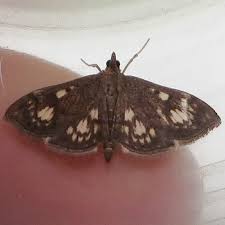 Attēlu rezultāti vaicājumam “Anania stachydalis”