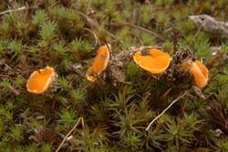 Attēlu rezultāti vaicājumam “Octospora humosa”