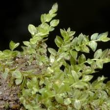 Attēlu rezultāti vaicājumam “Mnium stellare”