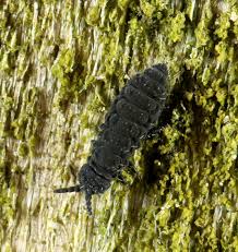 Attēlu rezultāti vaicājumam “Hypogastrura sp.”