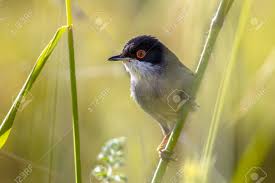 Image result for Sylvia sarda