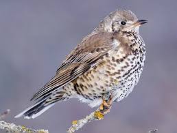 Attēlu rezultāti vaicājumam “Turdus viscivorus juvenile”