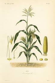 Attēlu rezultāti vaicājumam “Zea mays”