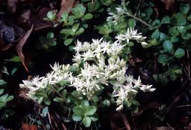 Attēlu rezultāti vaicājumam “Crassulaceae”