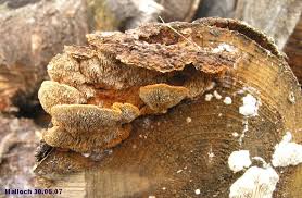 Attēlu rezultāti vaicājumam “Gloeophyllum trabeum”