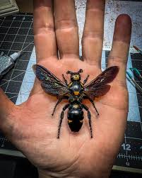 Attēlu rezultāti vaicājumam “Megalaria grossa”