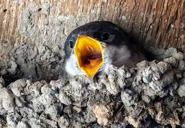 Attēlu rezultāti vaicājumam “Delichon urbicum juvenile”