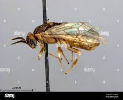 Attēlu rezultāti vaicājumam “Diprionidae”