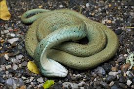 Attēlu rezultāti vaicājumam “Natrix natrix adult”