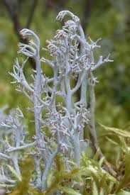 Attēlu rezultāti vaicājumam “Cladonia rangiferina”