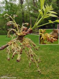Attēlu rezultāti vaicājumam “Phellodendron amurense flower”