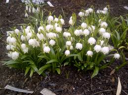 Attēlu rezultāti vaicājumam “Leucojum vernum var. carpathicum”