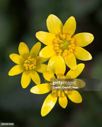 Attēlu rezultāti vaicājumam “Ficaria verna”