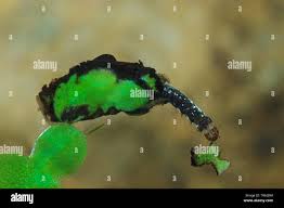 Attēlu rezultāti vaicājumam “Cataclysta lemnata”