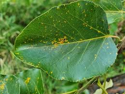 Attēlu rezultāti vaicājumam “Melampsora populnea”