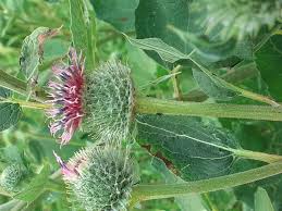 Attēlu rezultāti vaicājumam “Arctium tomentosum”
