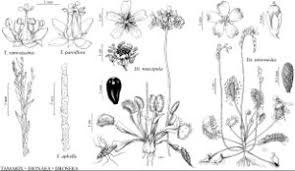 Attēlu rezultāti vaicājumam “Droseraceae”