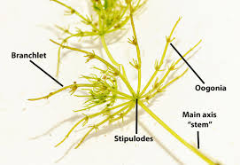 Attēlu rezultāti vaicājumam “Chara intermedia”
