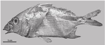 Image result for Eugerres plumieri