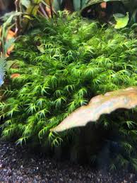 Attēlu rezultāti vaicājumam “Najas major”