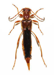 Attēlu rezultāti vaicājumam “Necydalis major”