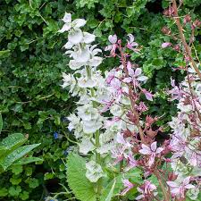 Image result for Salvia sclarea
