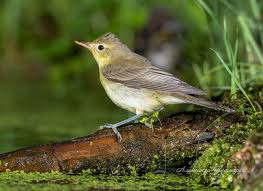 Image result for Hippolais olivetorum