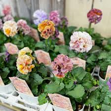 「ロラン・シュヴァリエ」の画像検索結果