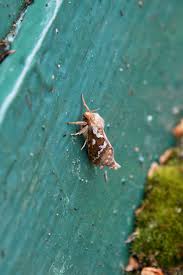 Attēlu rezultāti vaicājumam “Hepialus lupulinus”