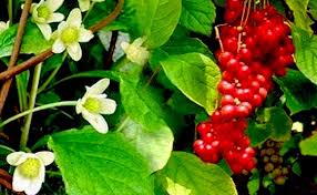 Attēlu rezultāti vaicājumam “Schisandra chinensis flower”