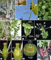 Attēlu rezultāti vaicājumam “Vitaceae”