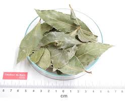 Image result for feuille-laurier-silex