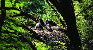Attēlu rezultāti vaicājumam “Ciconia nigra nest”