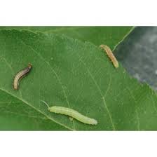 Attēlu rezultāti vaicājumam “Orthosia sp. larva”