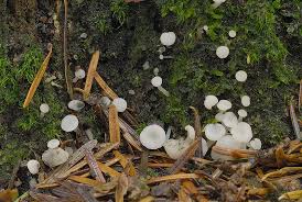 Attēlu rezultāti vaicājumam “Cudoniella acicularis”